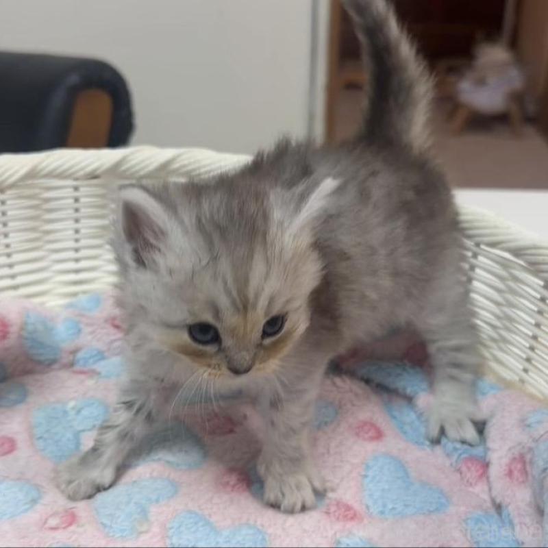 販売中の京都府のマンチカン-133848の2枚目