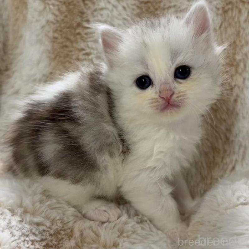 販売中の京都府のスコティッシュフォールド-133849