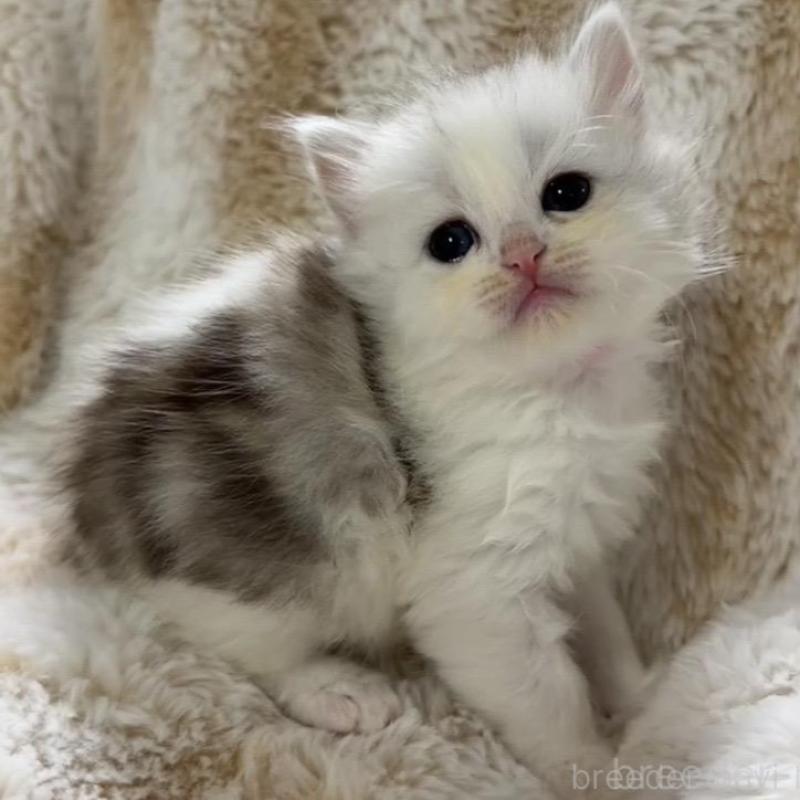 販売中の京都府のスコティッシュフォールド-133849の4枚目