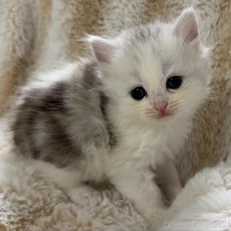 販売中の京都府のスコティッシュフォールド-133849の3枚目