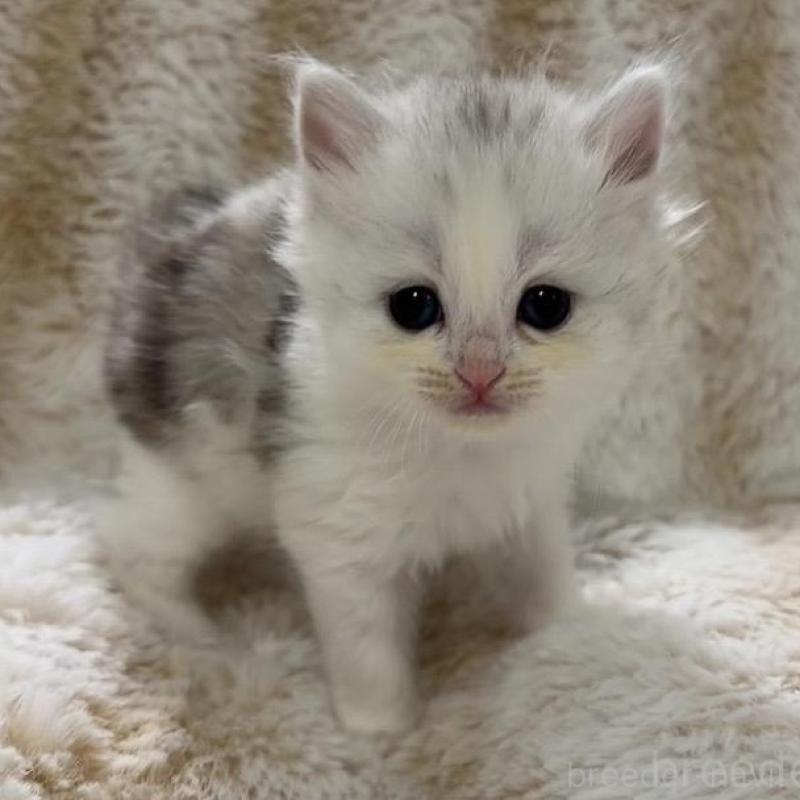 販売中の京都府のスコティッシュフォールド-133849の2枚目