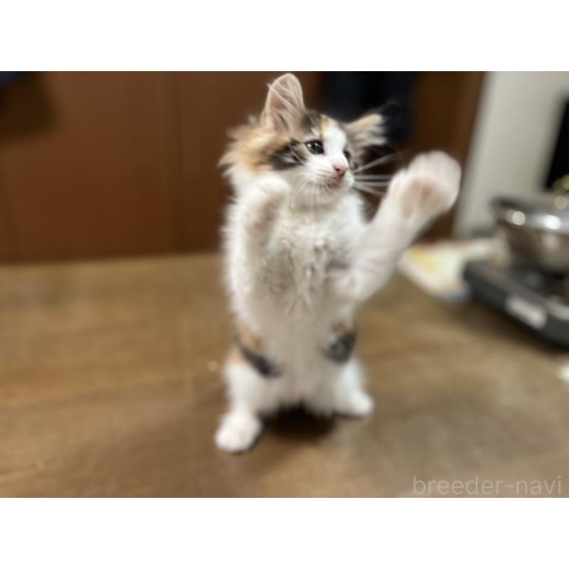 販売中の埼玉県のノルウェージャンフォレストキャット-133851の13枚目