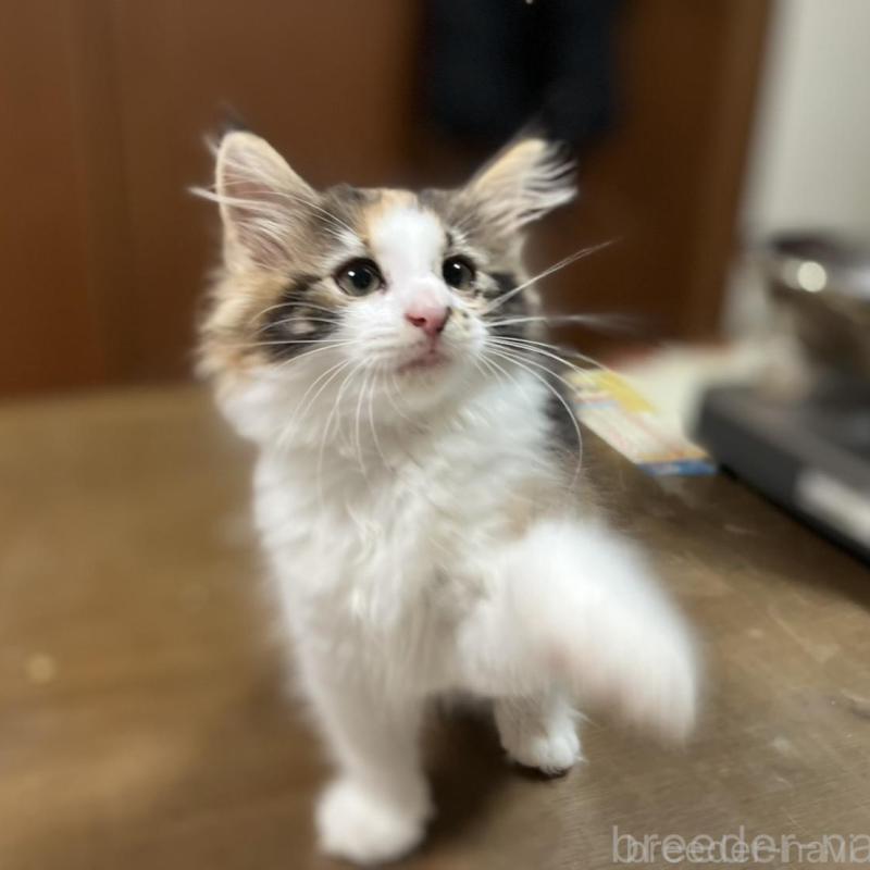 販売中の埼玉県のノルウェージャンフォレストキャット-133851の12枚目