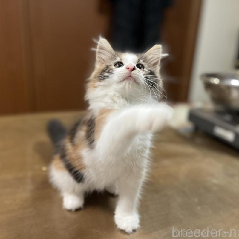 販売中の埼玉県のノルウェージャンフォレストキャット-133851の10枚目