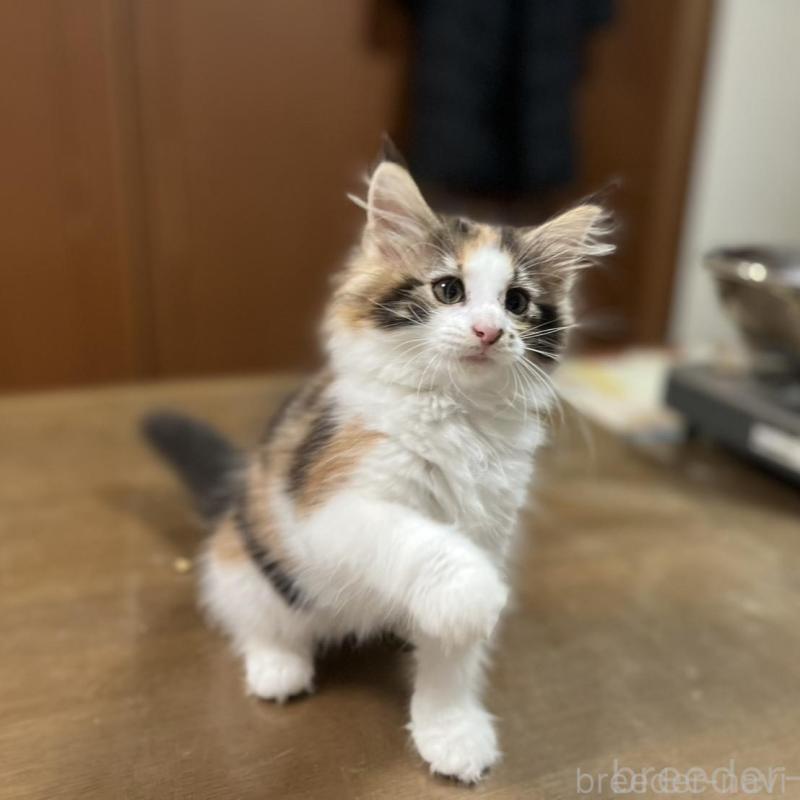 販売中の埼玉県のノルウェージャンフォレストキャット-133851の9枚目