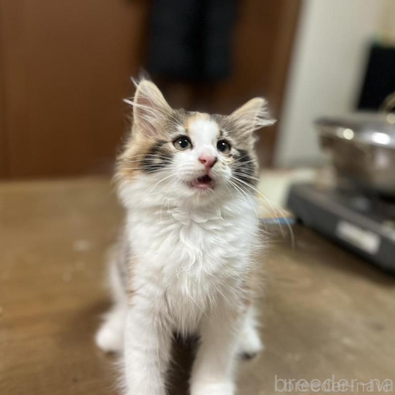 販売中の埼玉県のノルウェージャンフォレストキャット-133851の8枚目