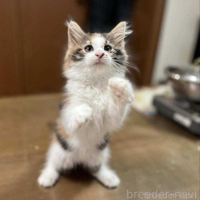 販売中ののノルウェージャンフォレストキャット-133851