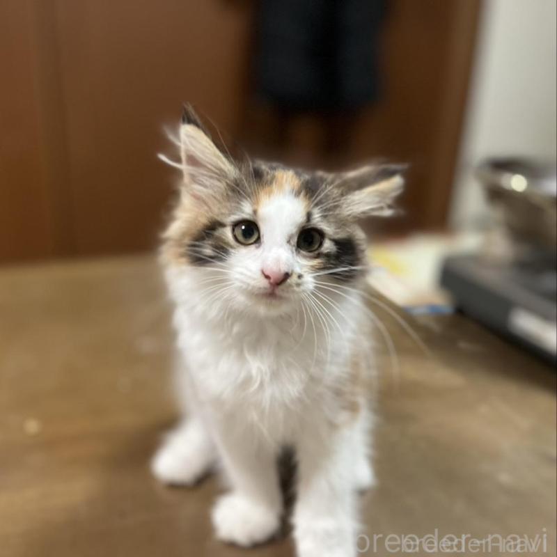 販売中の埼玉県のノルウェージャンフォレストキャット-133851の7枚目