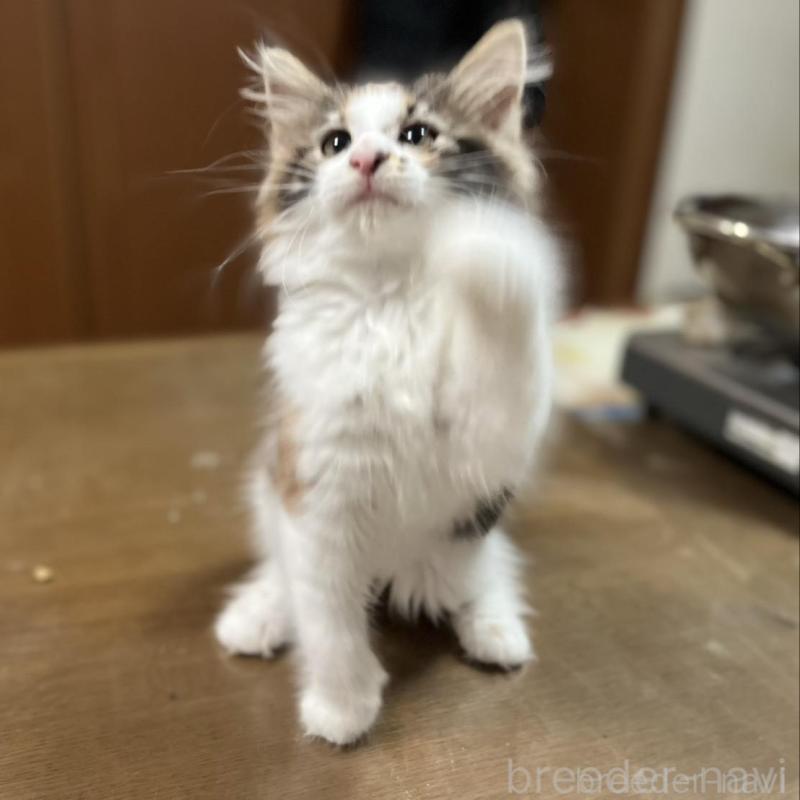 販売中の埼玉県のノルウェージャンフォレストキャット-133851の6枚目