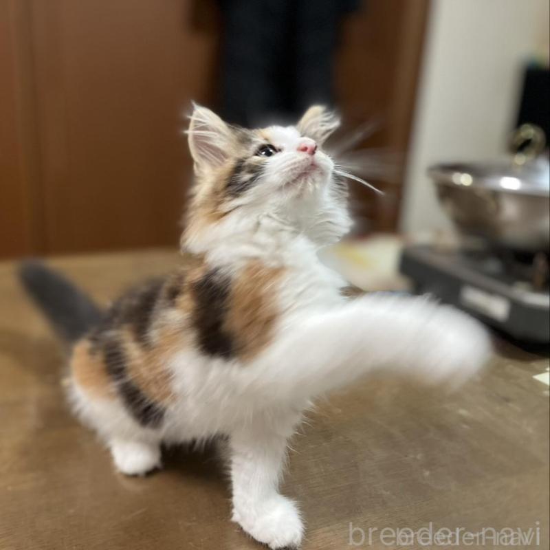 販売中の埼玉県のノルウェージャンフォレストキャット-133851の5枚目