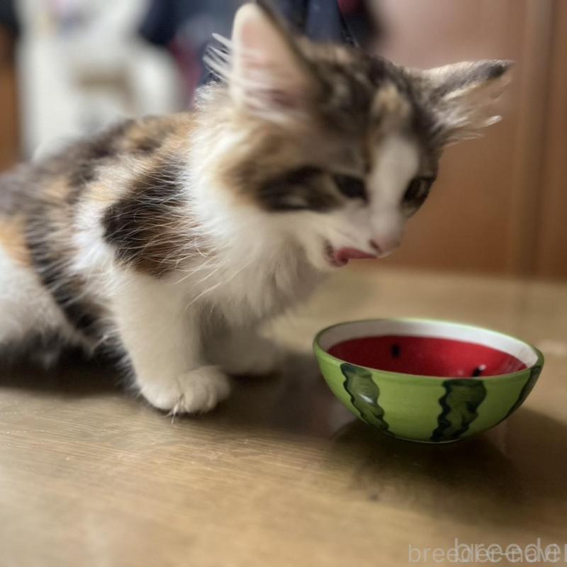 販売中の埼玉県のノルウェージャンフォレストキャット-133851の4枚目