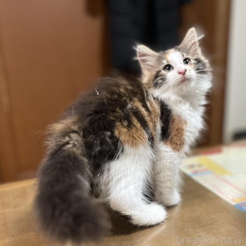 販売中の埼玉県のノルウェージャンフォレストキャット-133851の3枚目