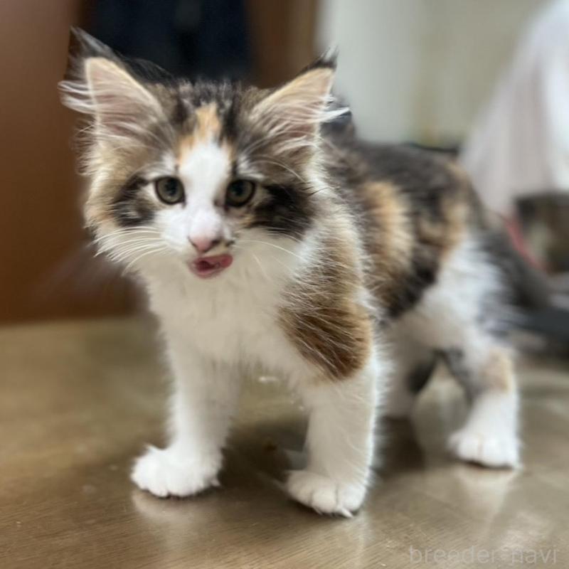 販売中の埼玉県のノルウェージャンフォレストキャット-133851の2枚目