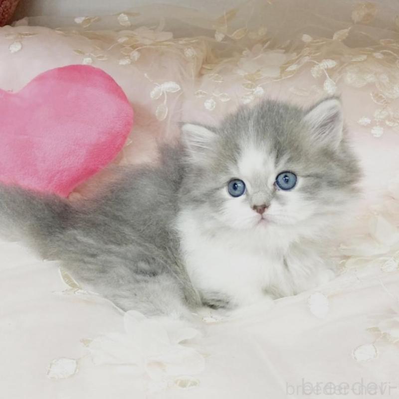 販売中の滋賀県のミヌエット(短足)-133852の3枚目