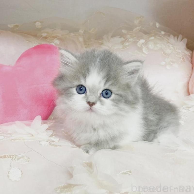 販売中の滋賀県のミヌエット(短足)-133852の1枚目