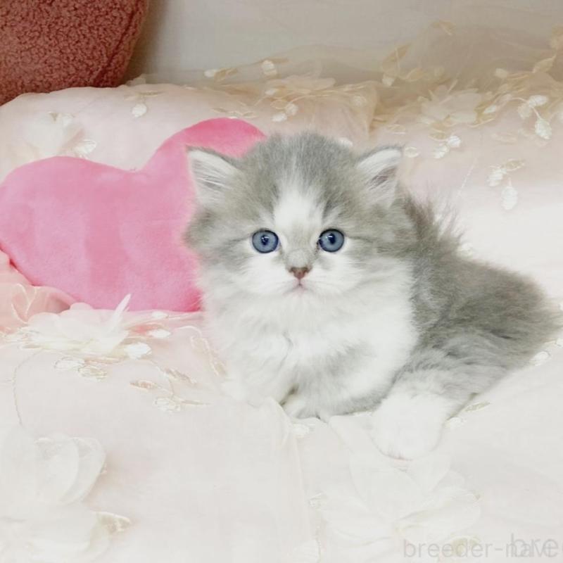 販売中の滋賀県のミヌエット(短足)-133852の2枚目