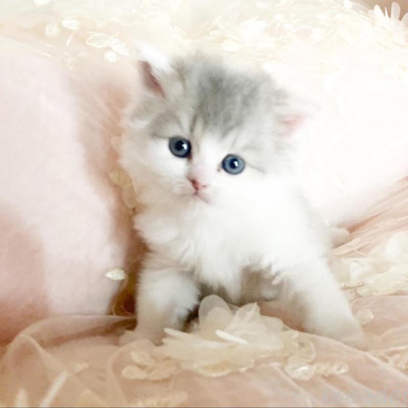 販売中の滋賀県のミヌエット-133853の3枚目