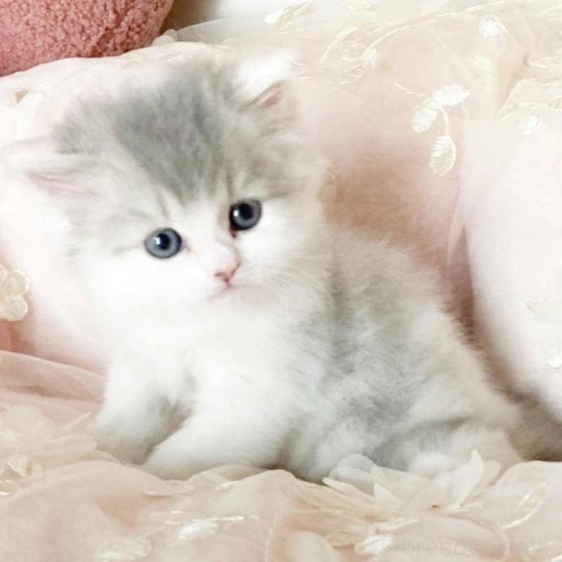 販売中の滋賀県のミヌエット-133853