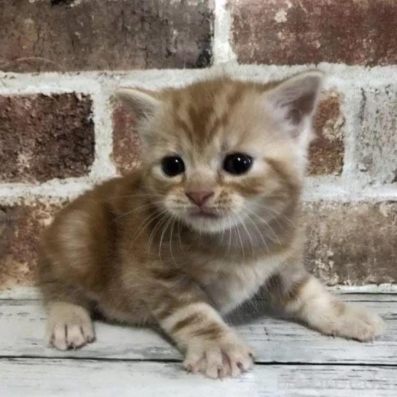 商談中の千葉県のスコティッシュストレート-133854の1枚目