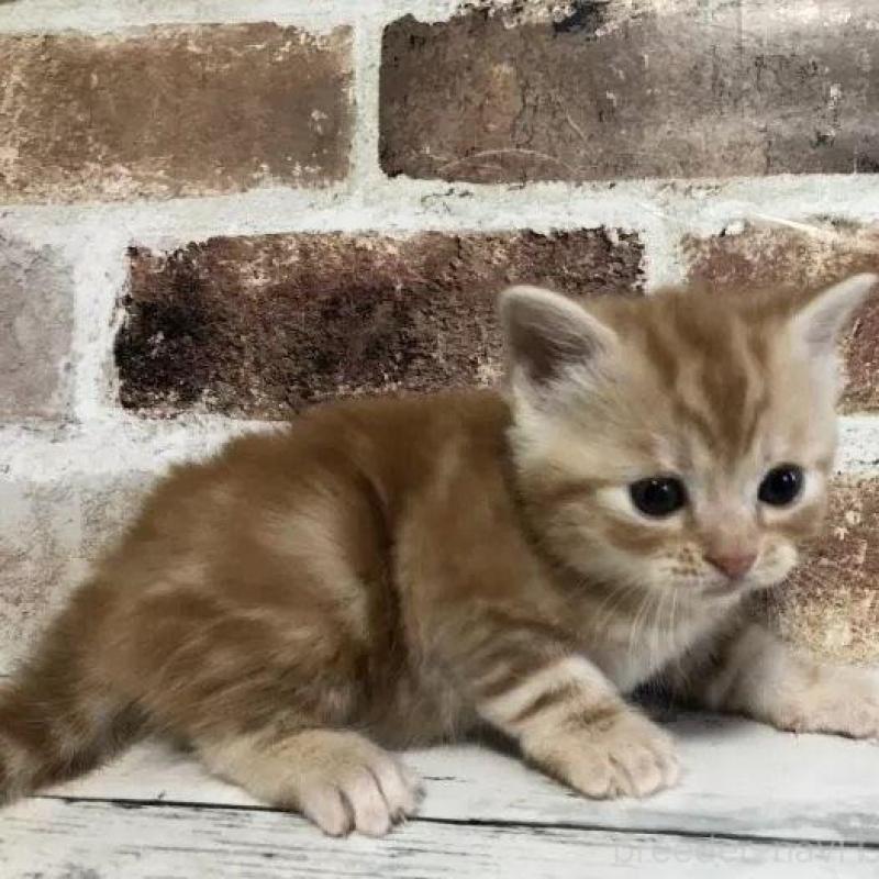 商談中の千葉県のスコティッシュストレート-133854の2枚目