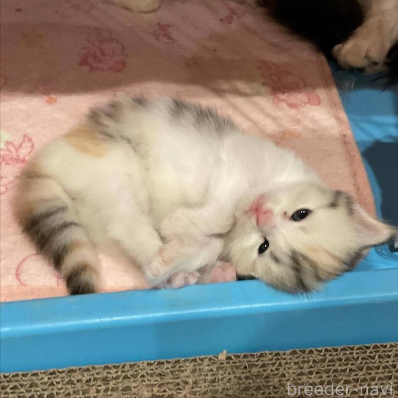 販売中の福岡県のマンチカン-133855の3枚目