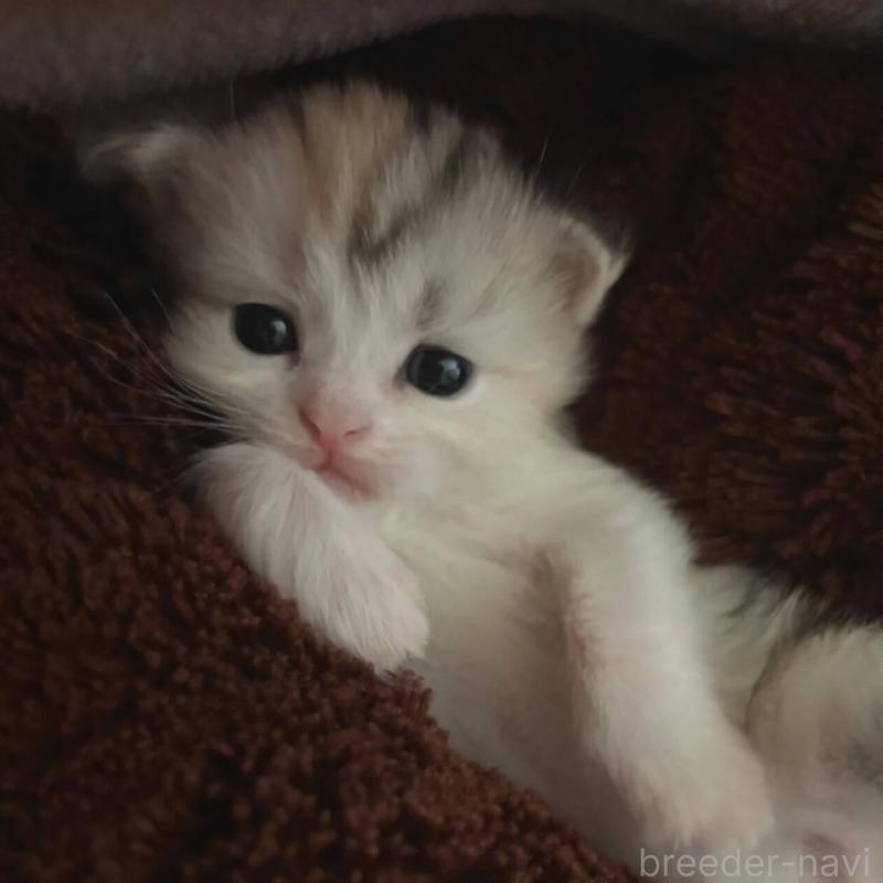 販売中の福岡県のマンチカン-133855の1枚目