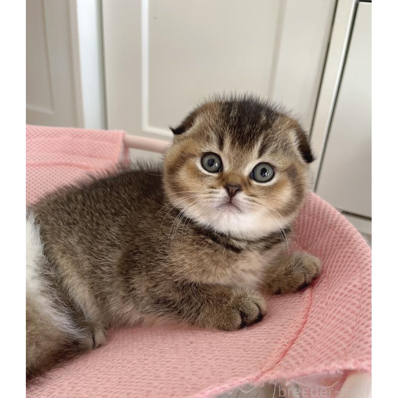 成約済の福岡県のスコティッシュフォールド-133207の38枚目