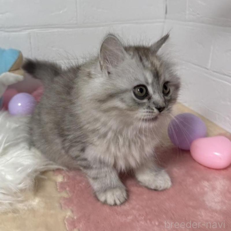 販売中の埼玉県のマンチカン-133856の4枚目