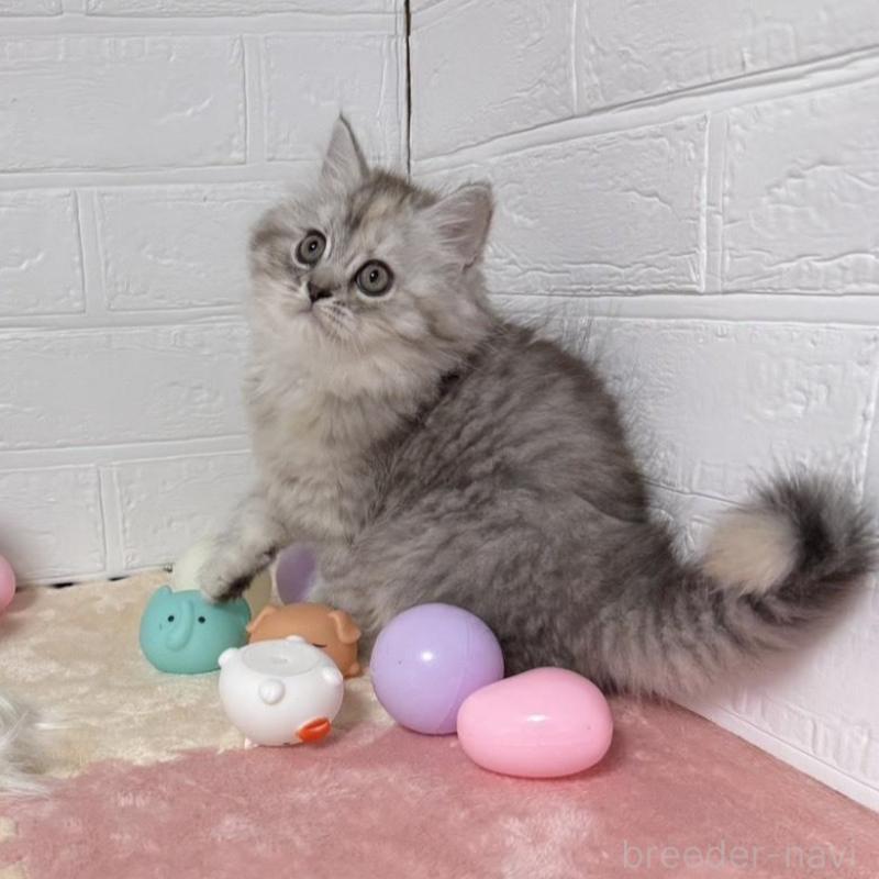 販売中の埼玉県のマンチカン-133856の3枚目