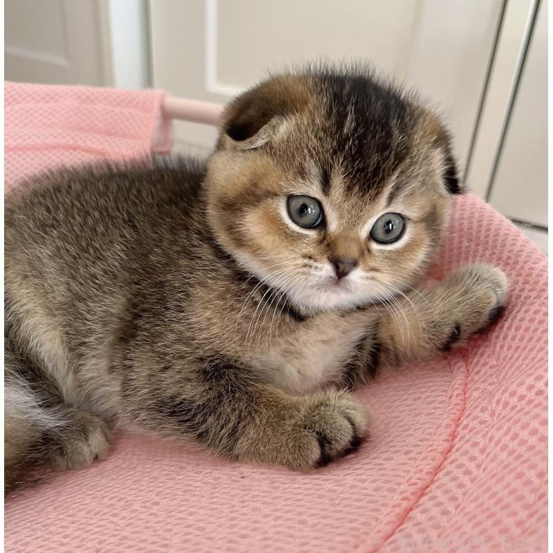 成約済の福岡県のスコティッシュフォールド-133207の37枚目