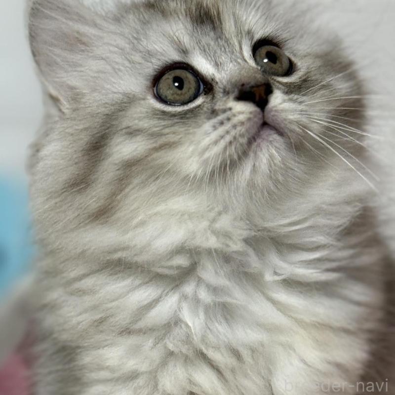 販売中の埼玉県のマンチカン-133856