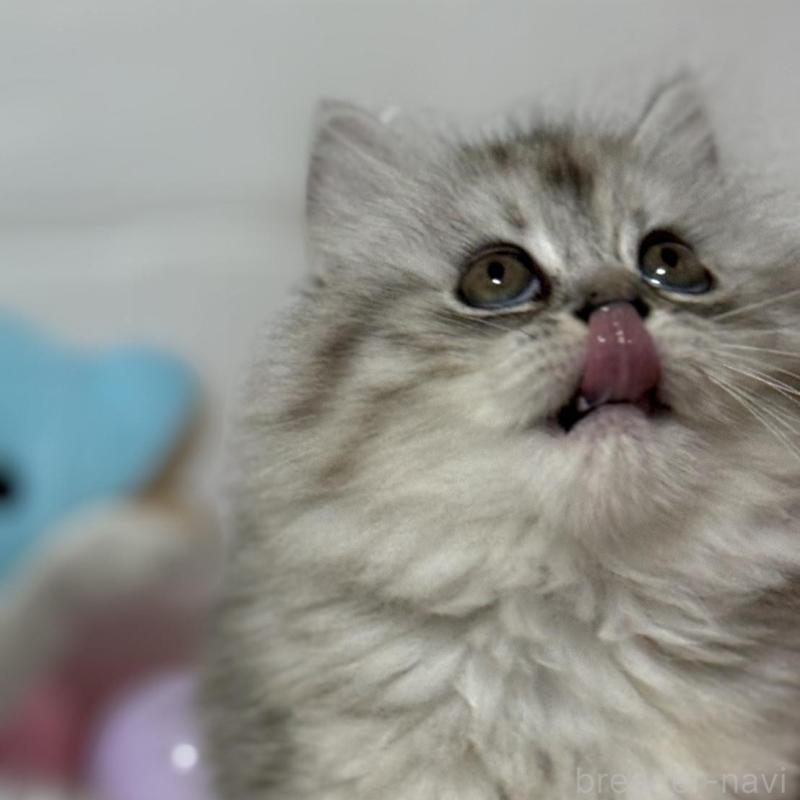 販売中の埼玉県のマンチカン-133856の2枚目