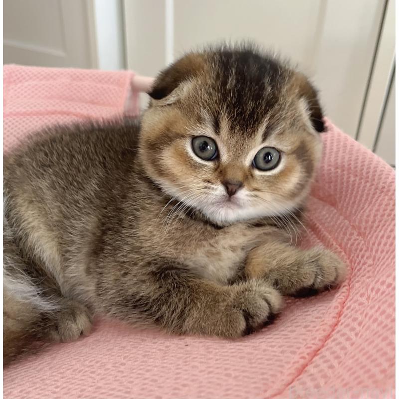 成約済の福岡県のスコティッシュフォールド-133207の36枚目