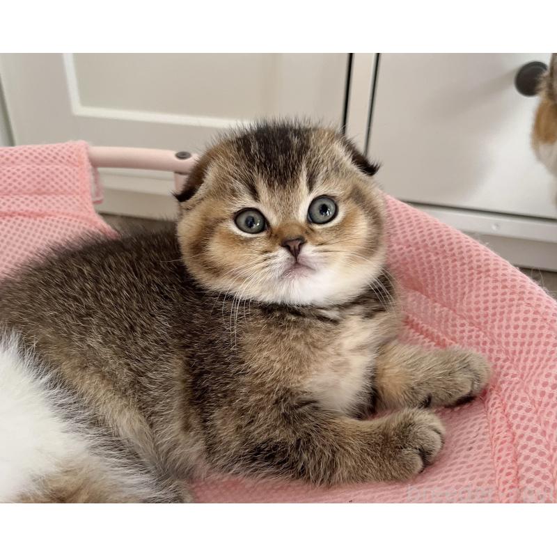 販売中の福岡県のスコティッシュフォールド(折れ耳)-133207