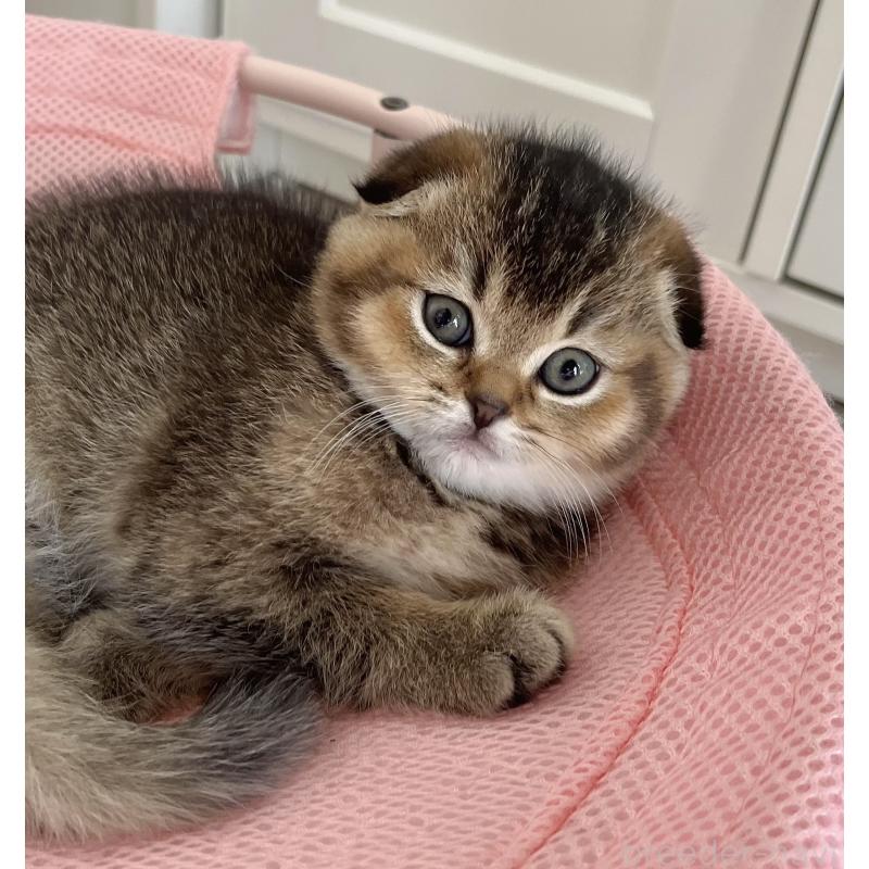 成約済の福岡県のスコティッシュフォールド-133207の34枚目