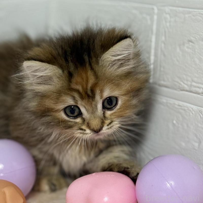 販売中の埼玉県のマンチカン(短足)-133857の6枚目