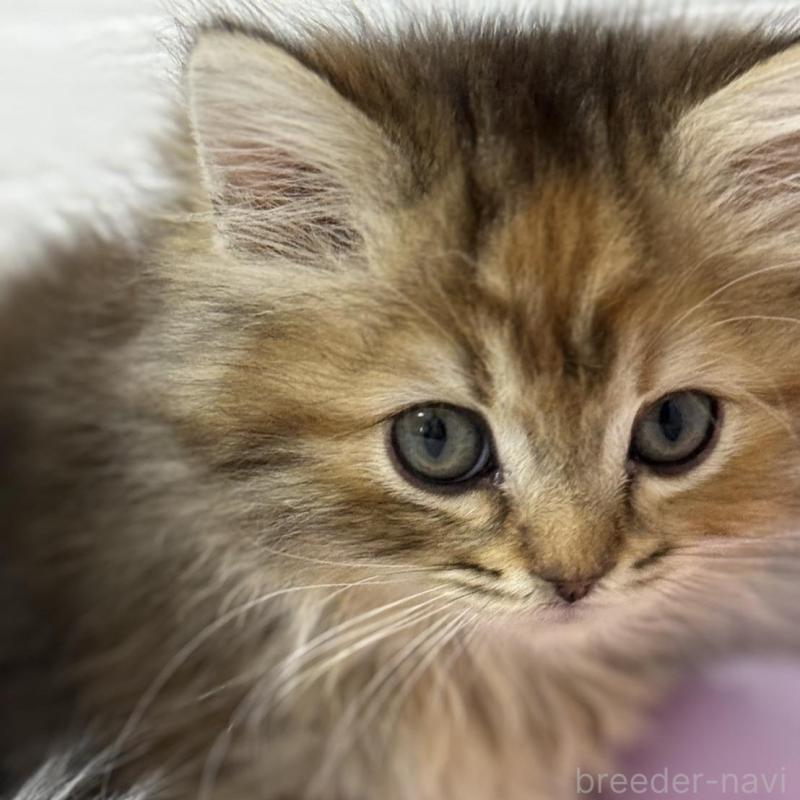 販売中の埼玉県のマンチカン(短足)-133857の5枚目