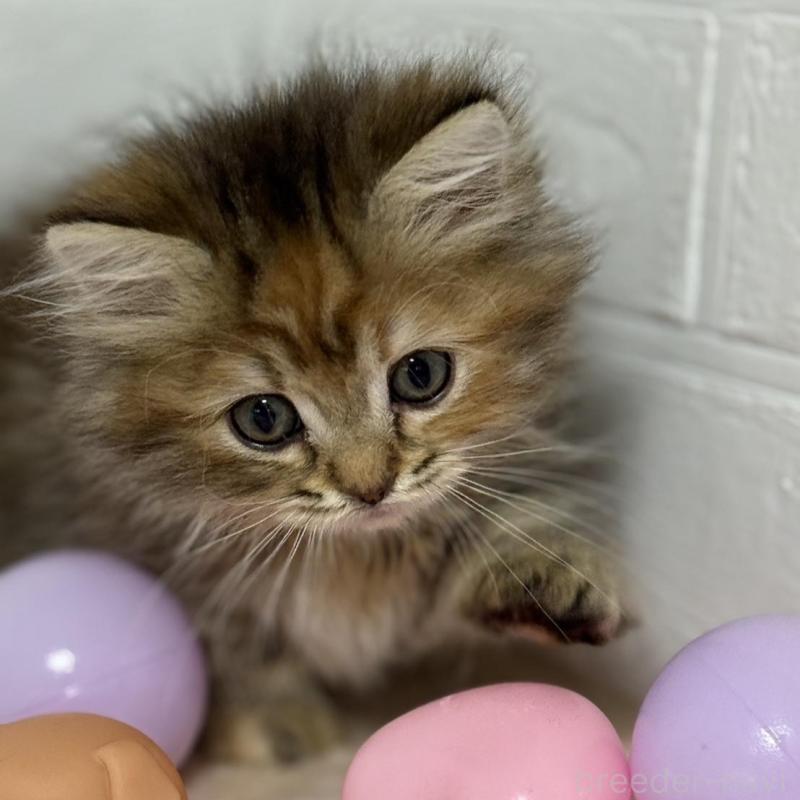 販売中の埼玉県のマンチカン(短足)-133857の4枚目