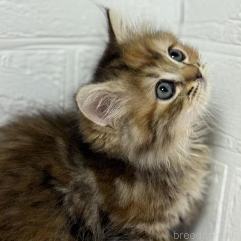 販売中の埼玉県のマンチカン(短足)-133857の3枚目