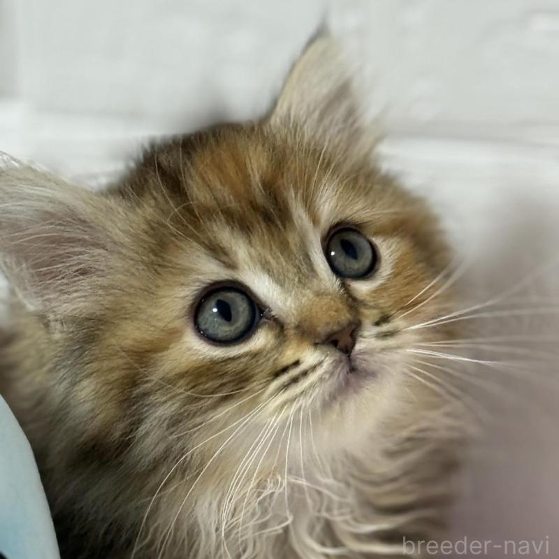 販売中の埼玉県のマンチカン(短足)-133857の1枚目