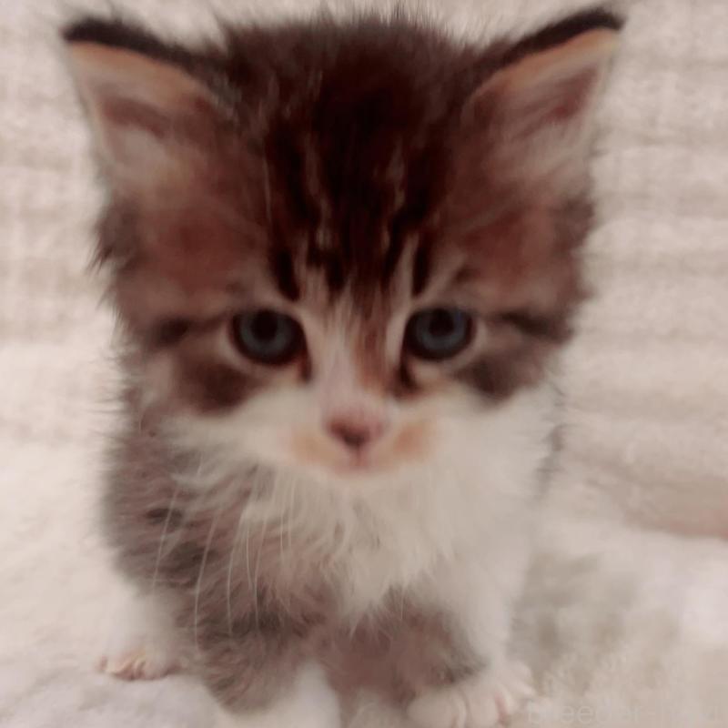 販売中の福島県のミヌエット-133858の5枚目