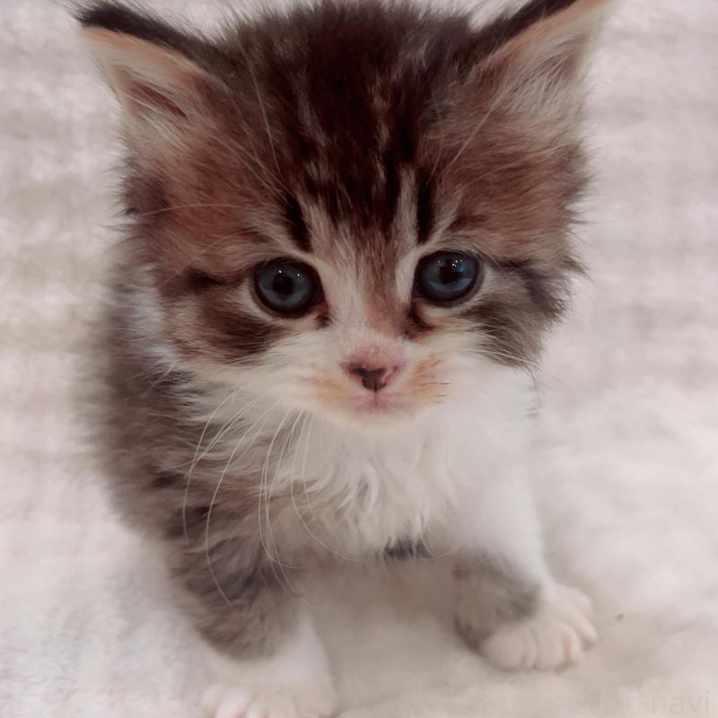 販売中の福島県のミヌエット-133858の4枚目