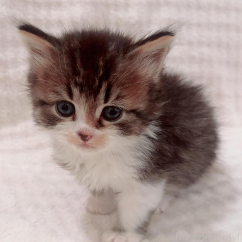 販売中の福島県のミヌエット-133858の3枚目