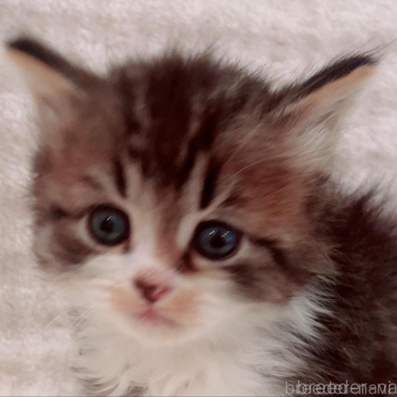 販売中の福島県のミヌエット-133858の2枚目