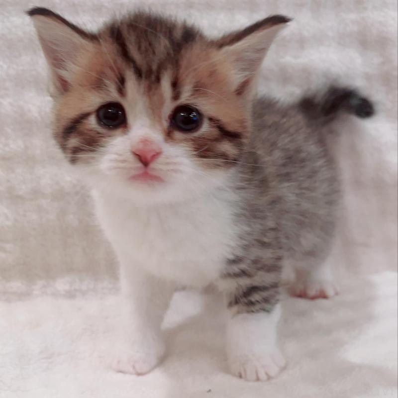 販売中の福島県のミヌエット-133859の5枚目