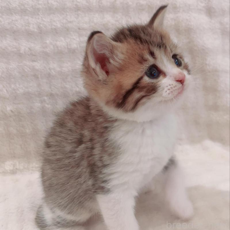 販売中の福島県のミヌエット-133859の3枚目