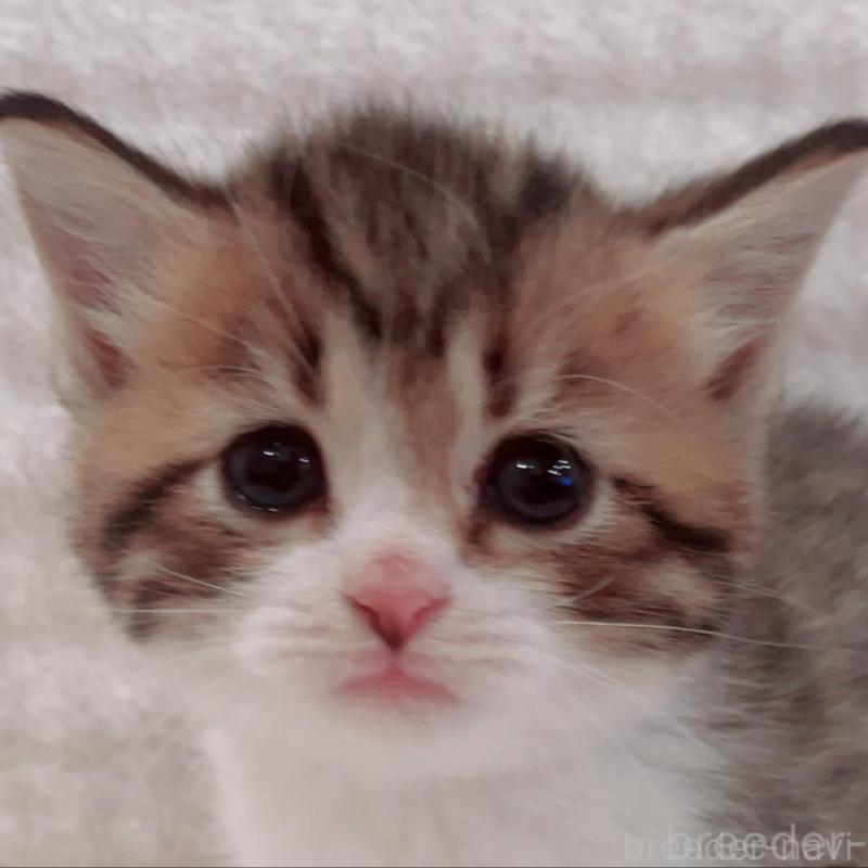 販売中の福島県のミヌエット-133859