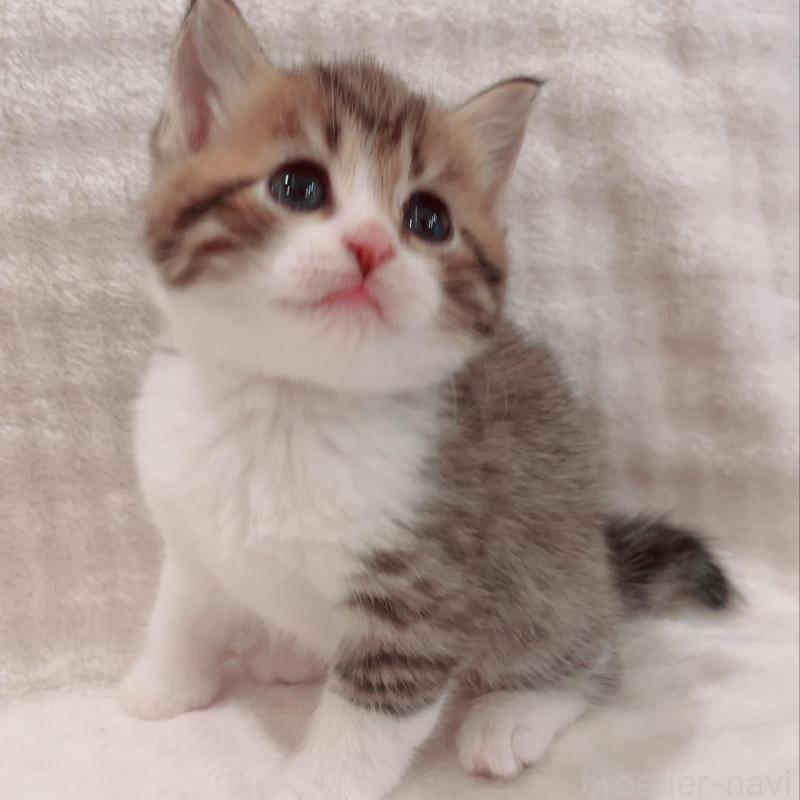 販売中の福島県のミヌエット-133859の2枚目