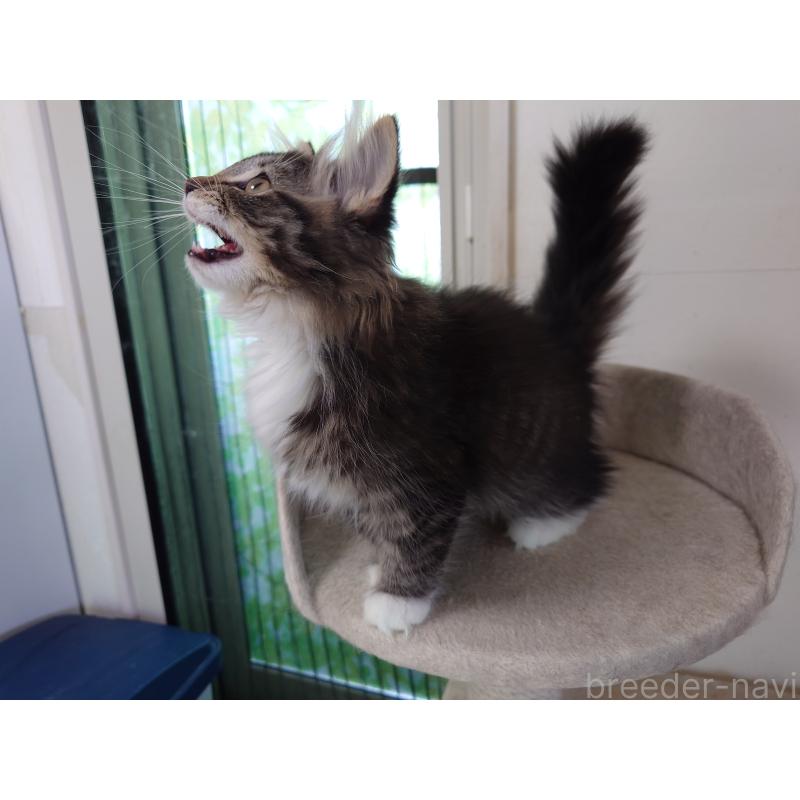販売中の埼玉県のノルウェージャンフォレストキャット-129924の10枚目