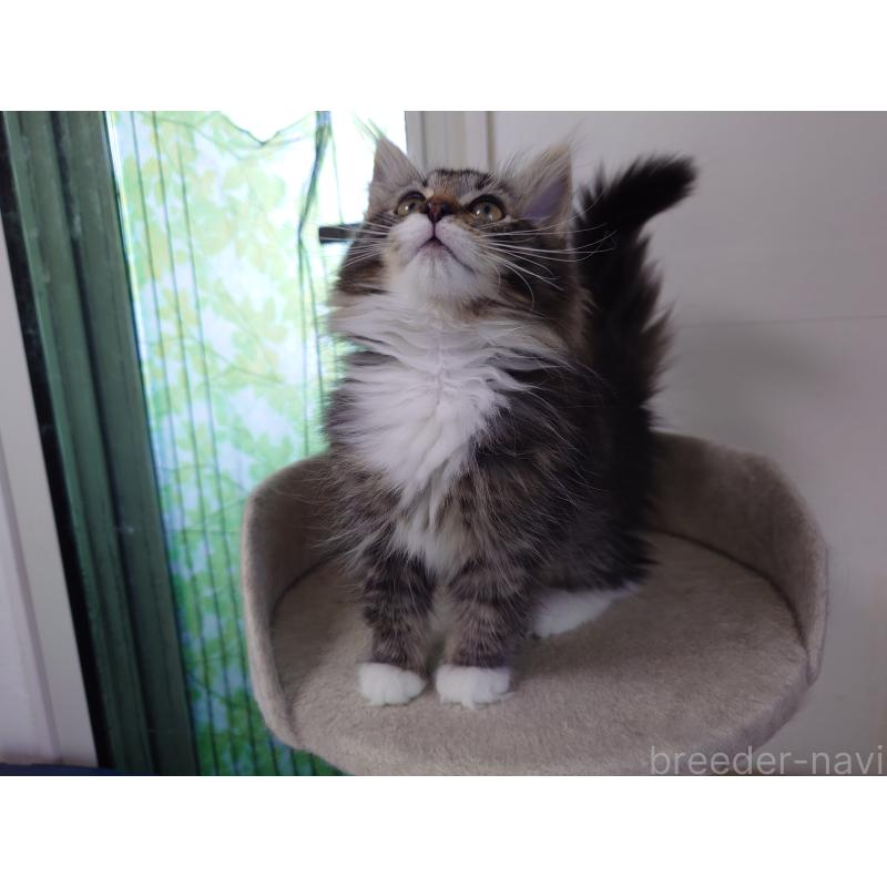 販売中の埼玉県のノルウェージャンフォレストキャット-129924の9枚目